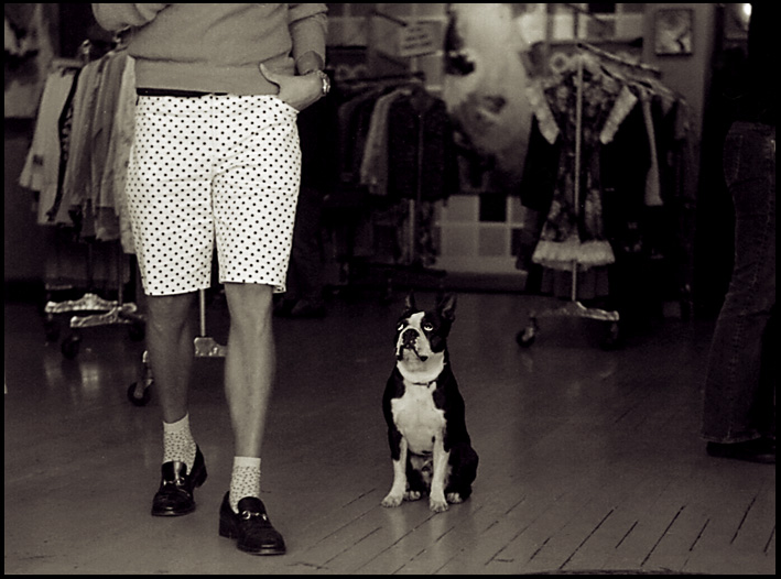 Dog and Shorts