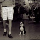 Dog and Shorts