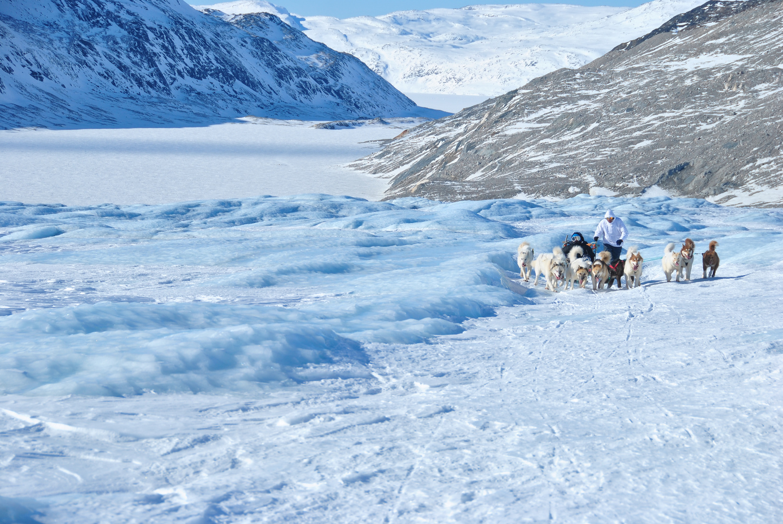 Dog and sled