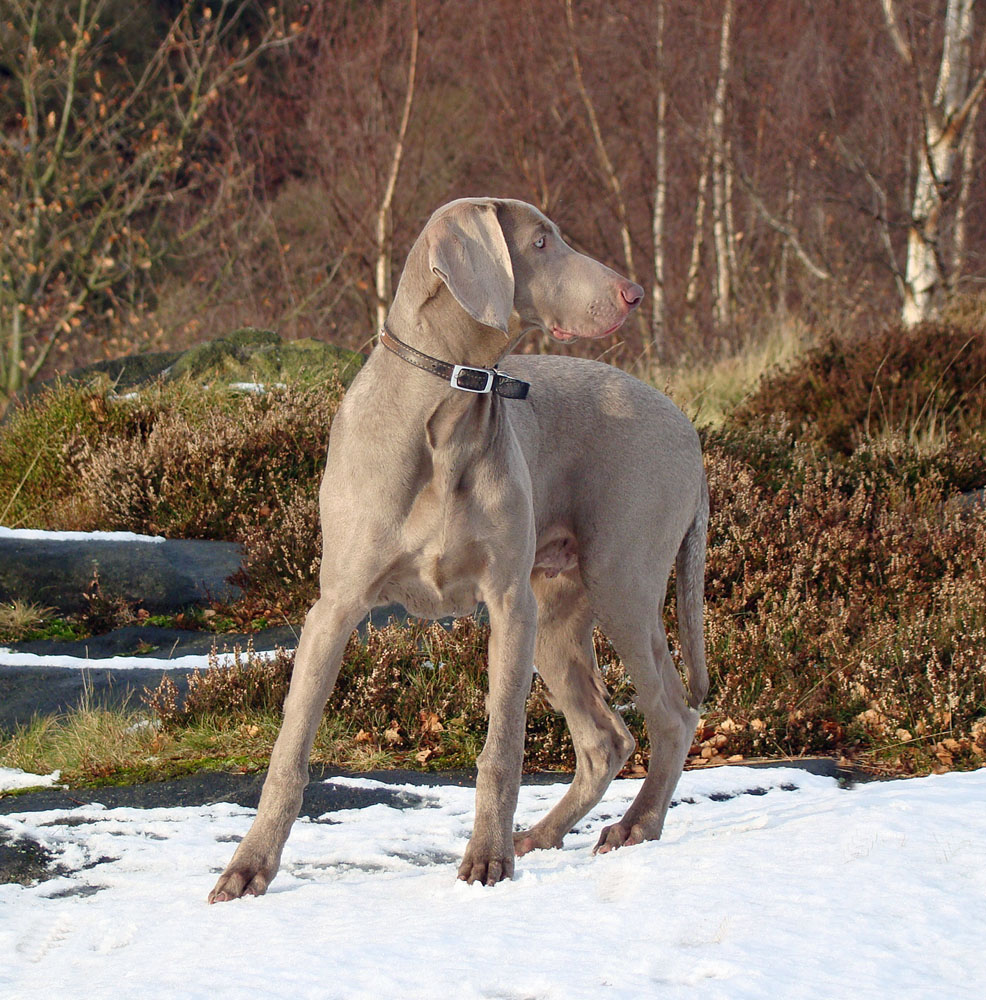 Dog and snow