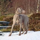 Dog and snow