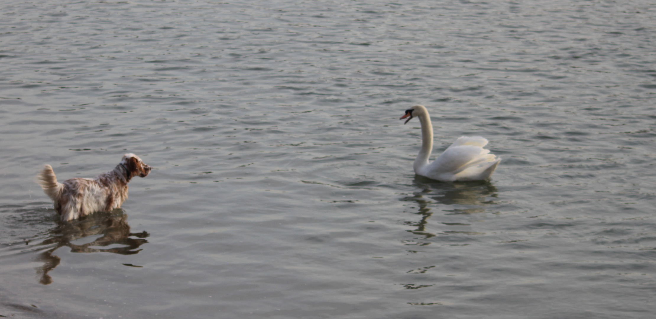 Dog and Swan