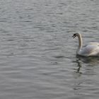 Dog and Swan