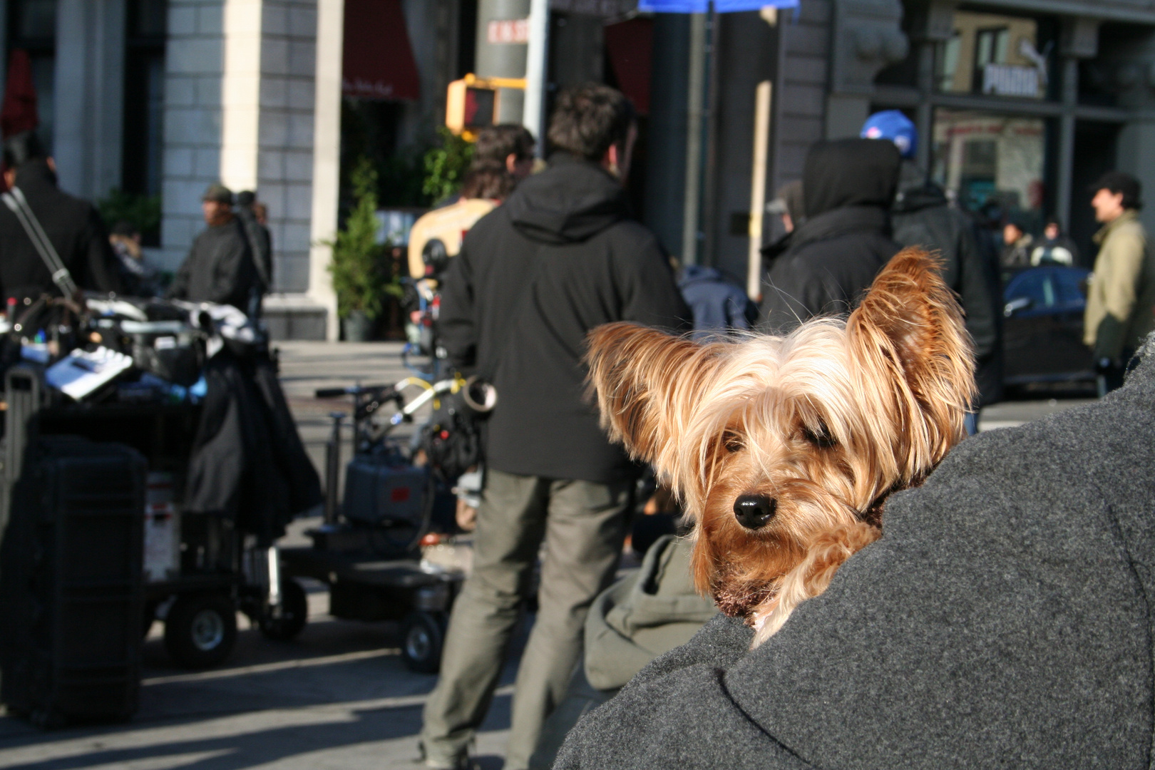 dog and the city