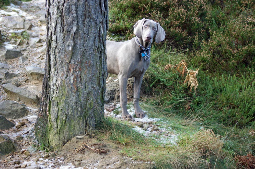 Dog and Tree