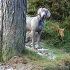 Dog and Tree