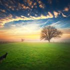 dog and tree