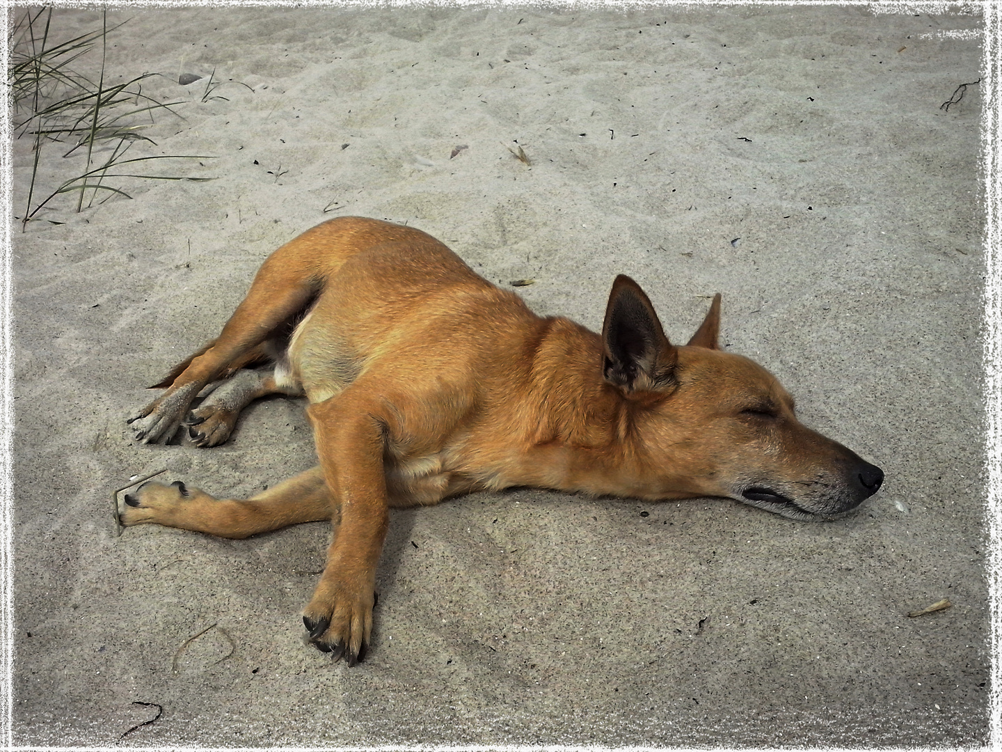 Dog at Beach