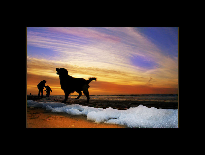 Dog At Sea