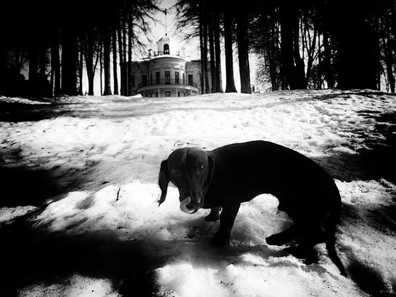 Dog at Serednikovo park