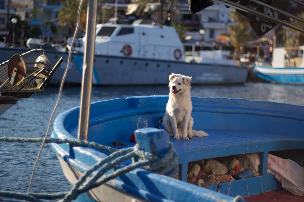 dog at work