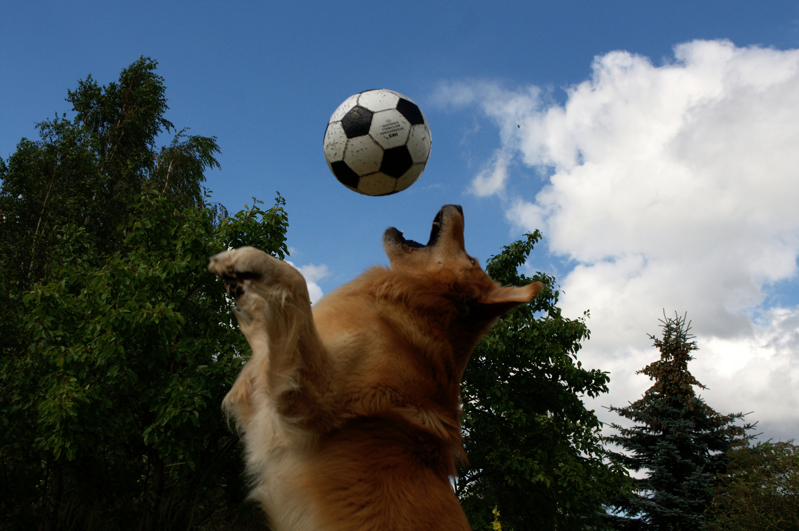 dog ball