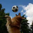 dog ball