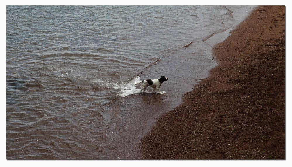 dog bath ....