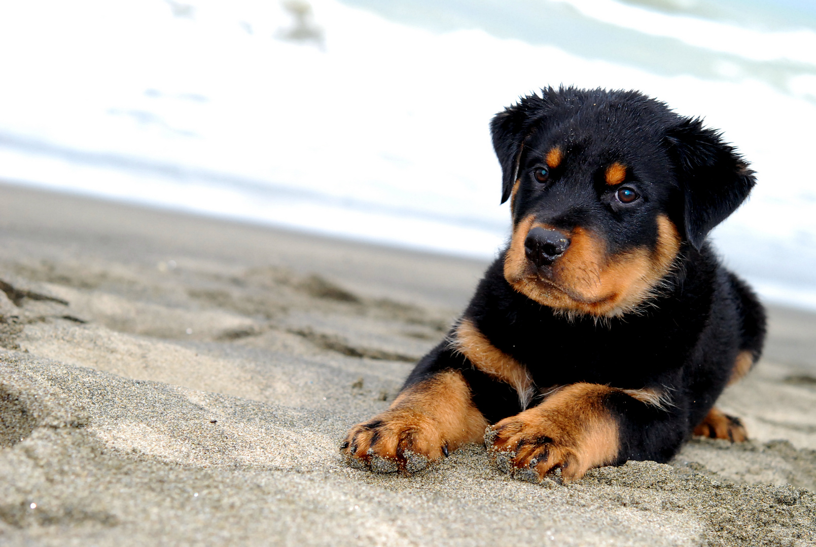 dog & beach