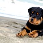 dog & beach