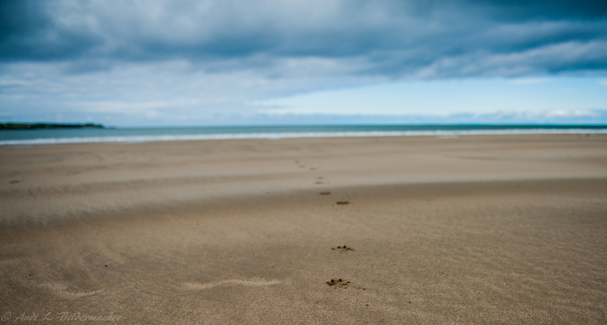 Dog Beach 