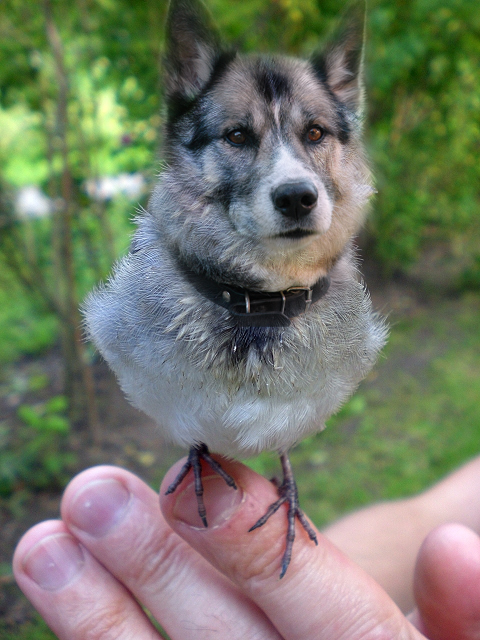 Dog Birdy