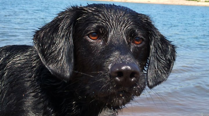 Dog by the water