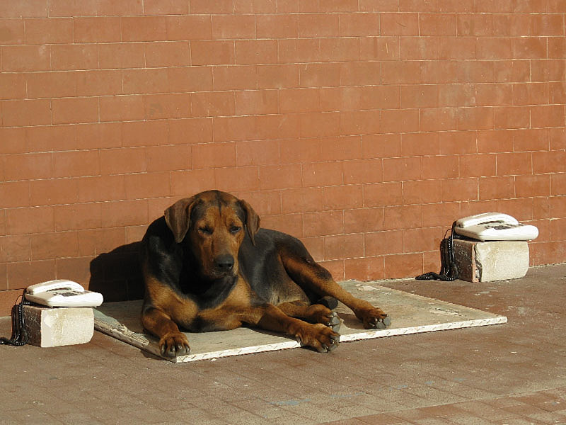 Dog Call Centre