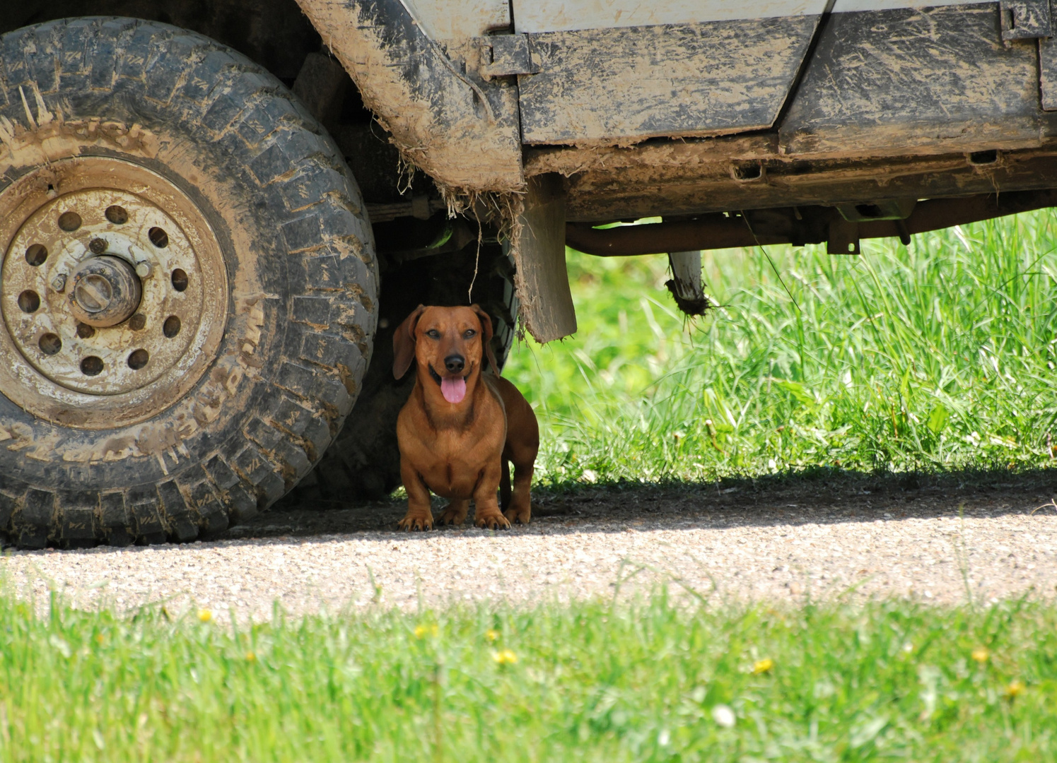 Dog & Car