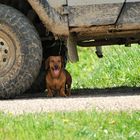 Dog & Car