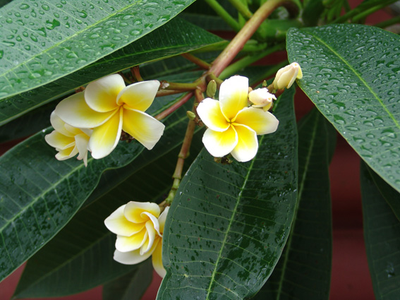 Dog Champa - Frangipani - Plumeria