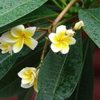 Dog Champa - Frangipani - Plumeria