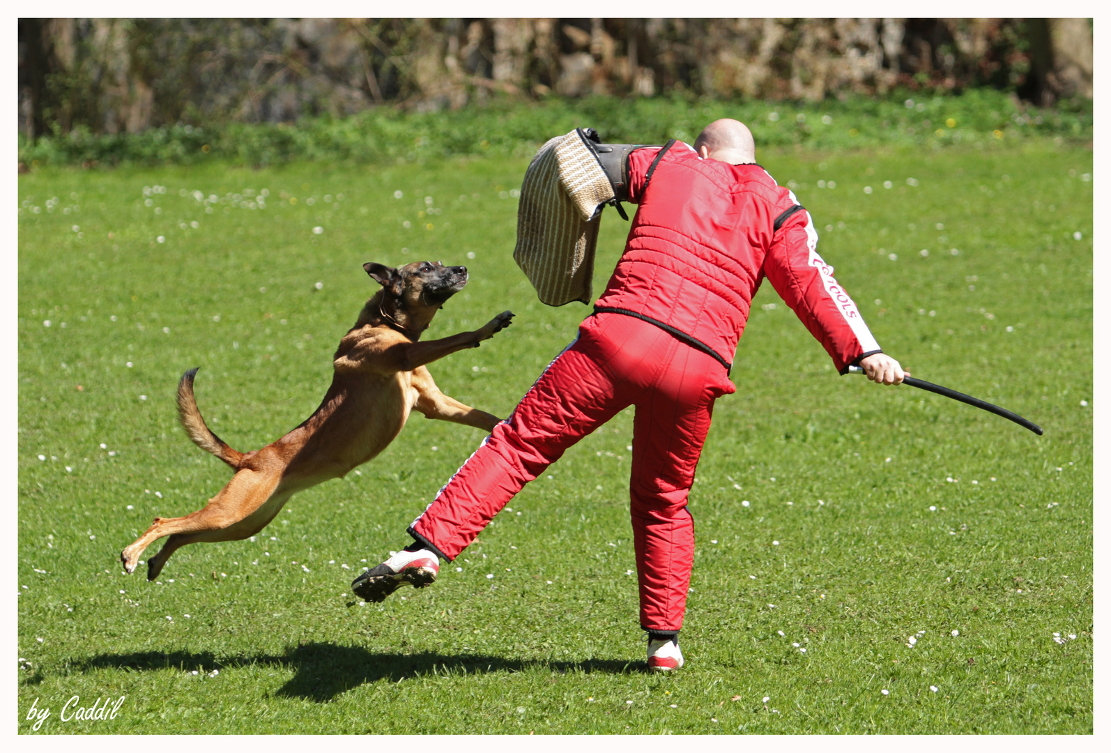 Dog Dance