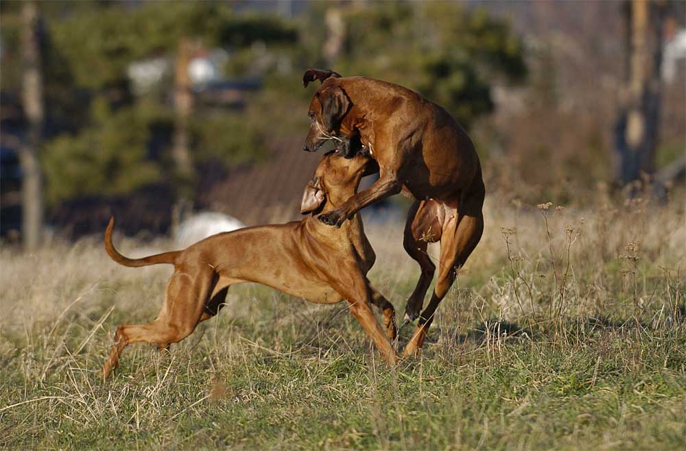 Dog-Dancing