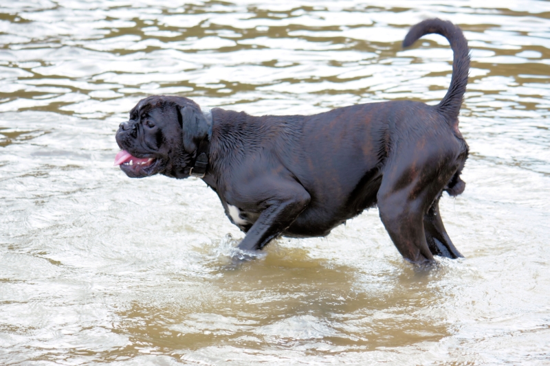 Dog dancing 2