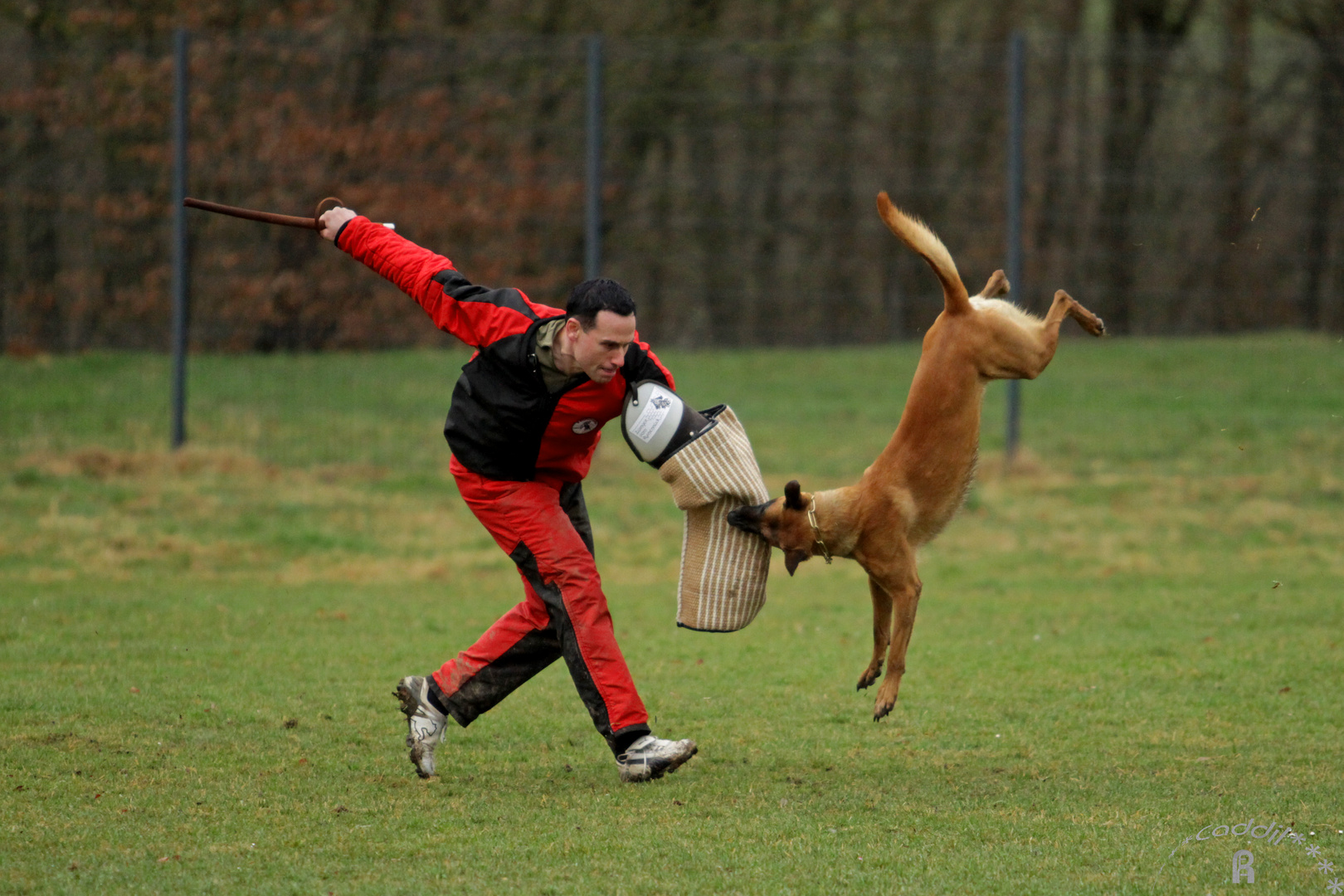 Dog Dancing?