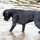 Dog dancing