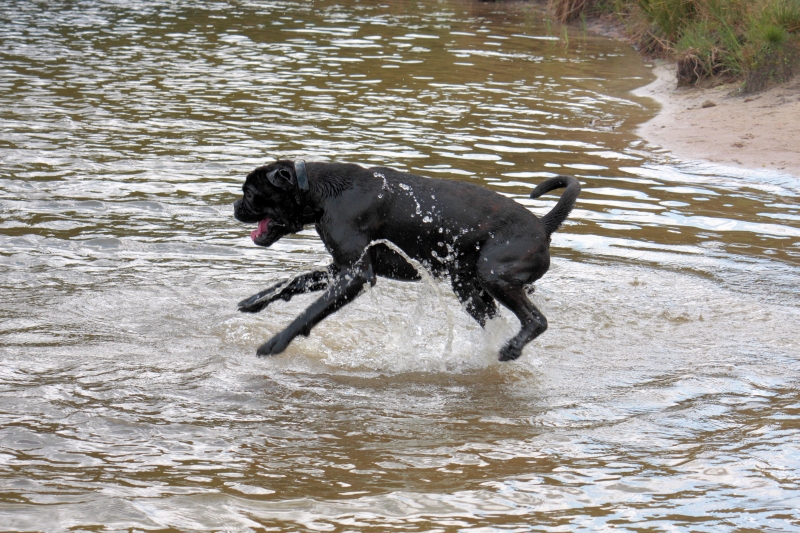 Dog dancing 9