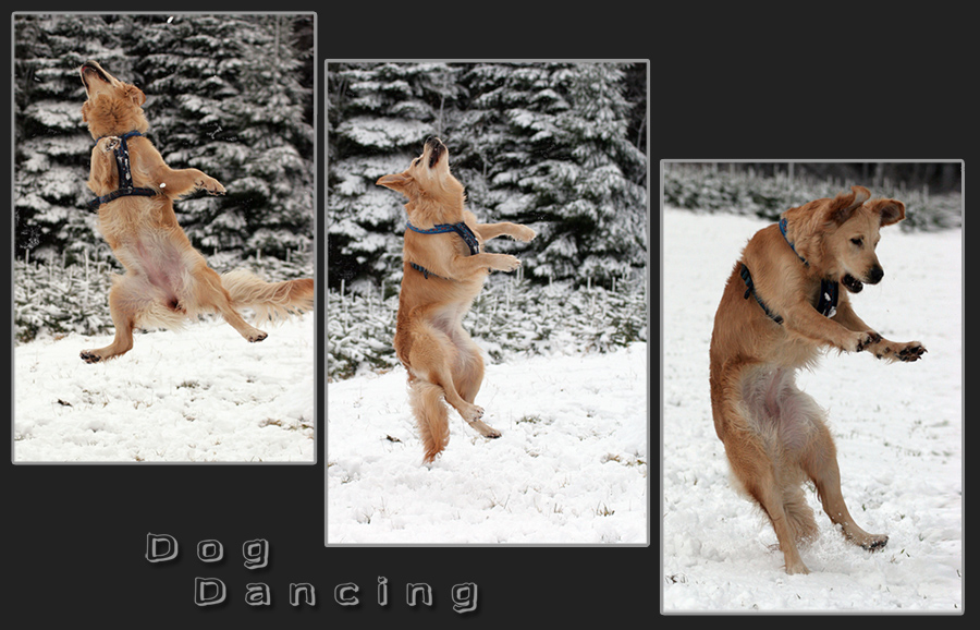 Dog - Dancing