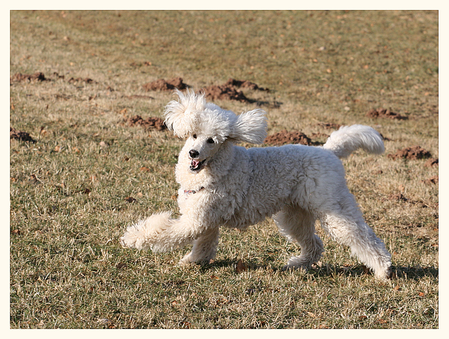 Dog Dancing einmal anders