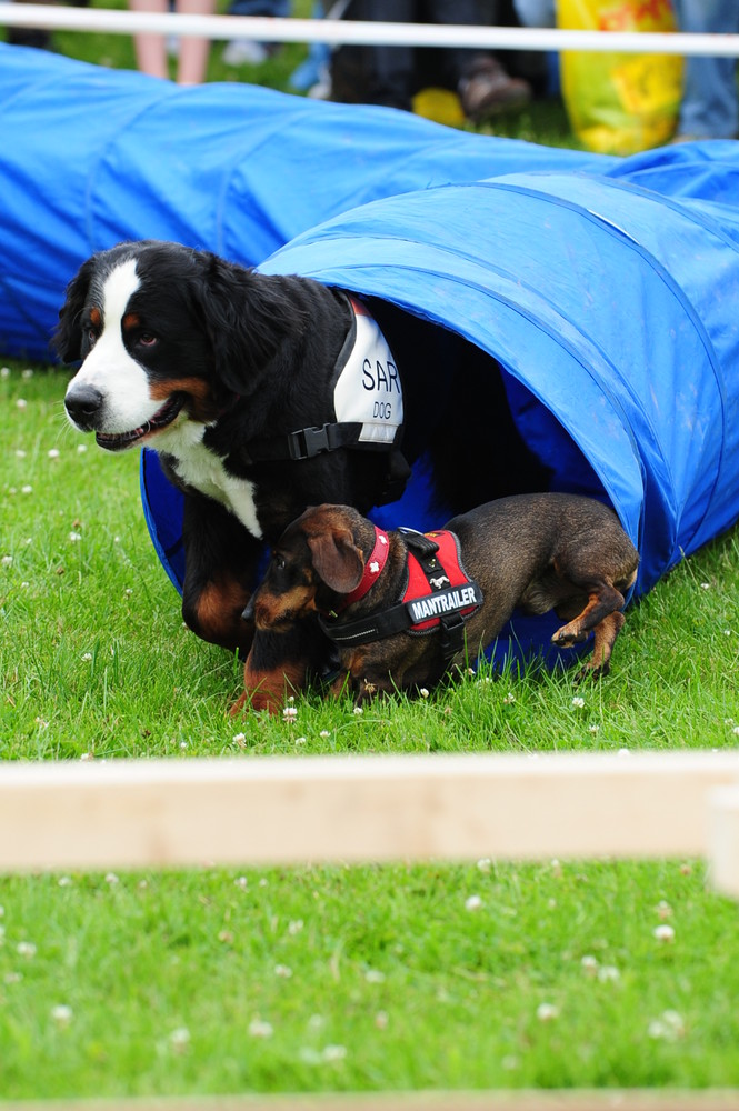 Dog Day Düsseldorf 6