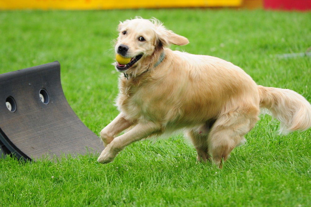 Dog Day Düsseldorf 8