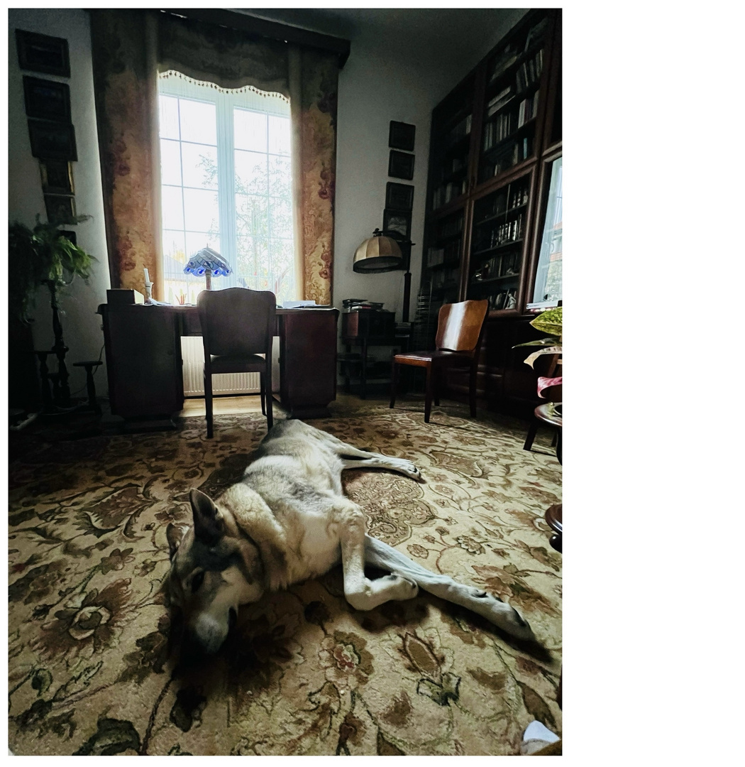 Dog Days