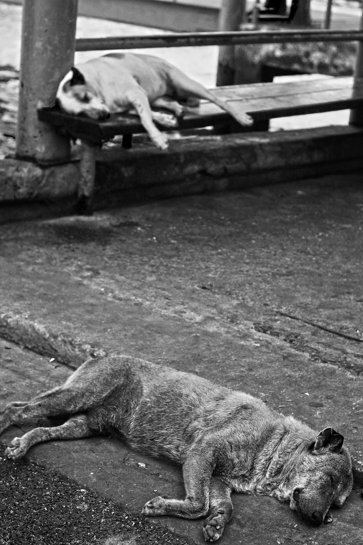 Dog Days Bangkok