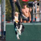 Dog - Diving