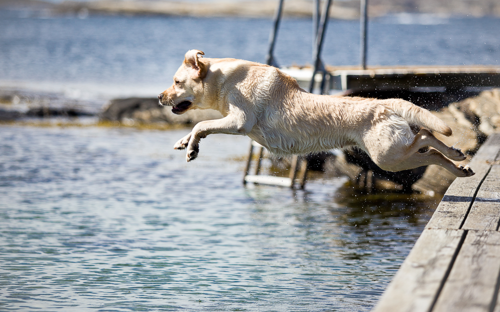 Dog Diving