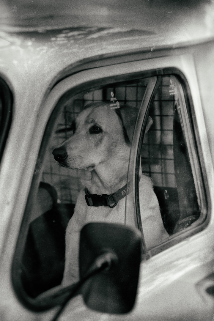 DOG DRIVER in Saint Tropez