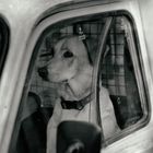 DOG DRIVER in Saint Tropez