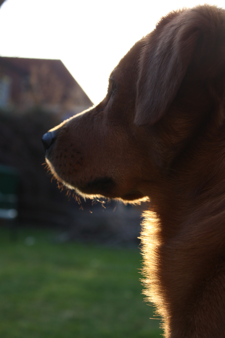 Dog enjoys the sun