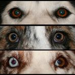 dog eyes *3