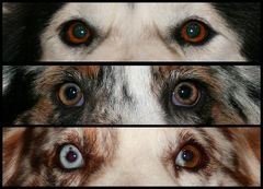 dog eyes *3