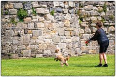 Dog friendly #1