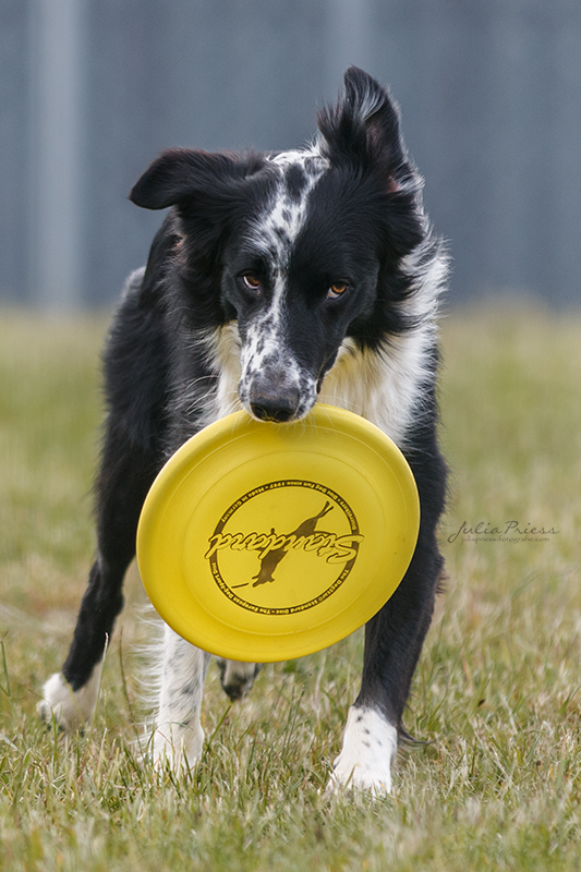 Dog Frisbee