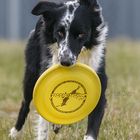 Dog Frisbee